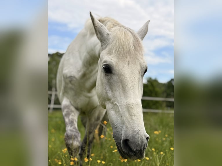 PRE Mix Gelding 13 years 14,3 hh Grey-Dapple in Schwendi