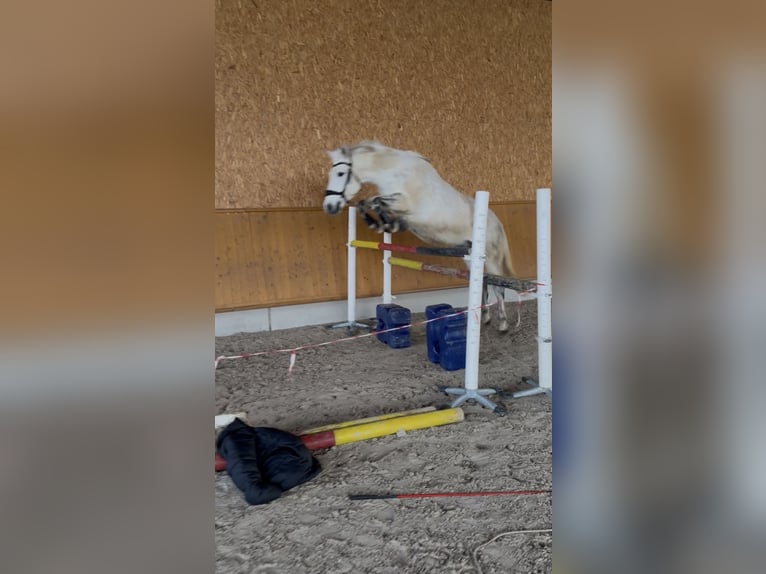 PRE Mix Gelding 13 years 14,3 hh Grey-Dapple in Schwendi