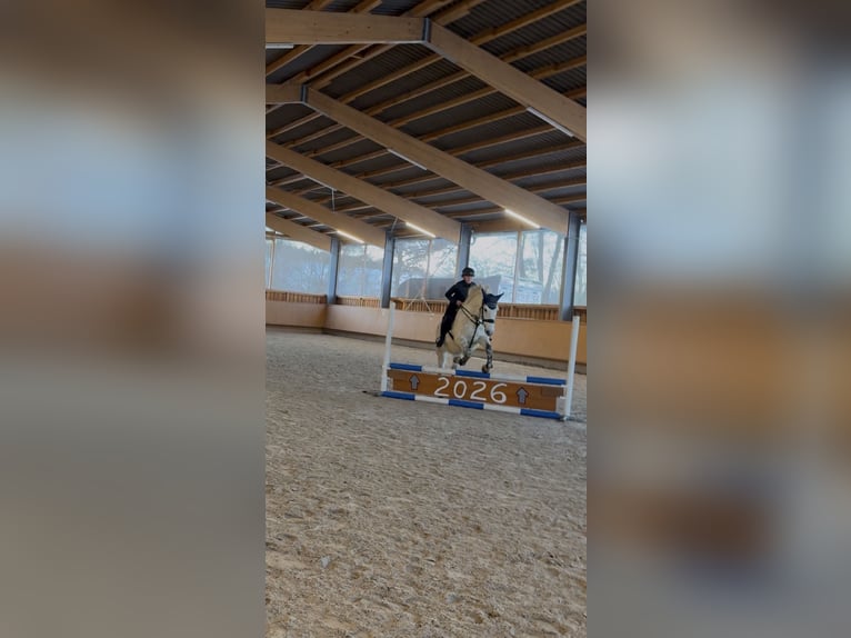 PRE Mix Gelding 13 years 14,3 hh Grey-Dapple in Schwendi