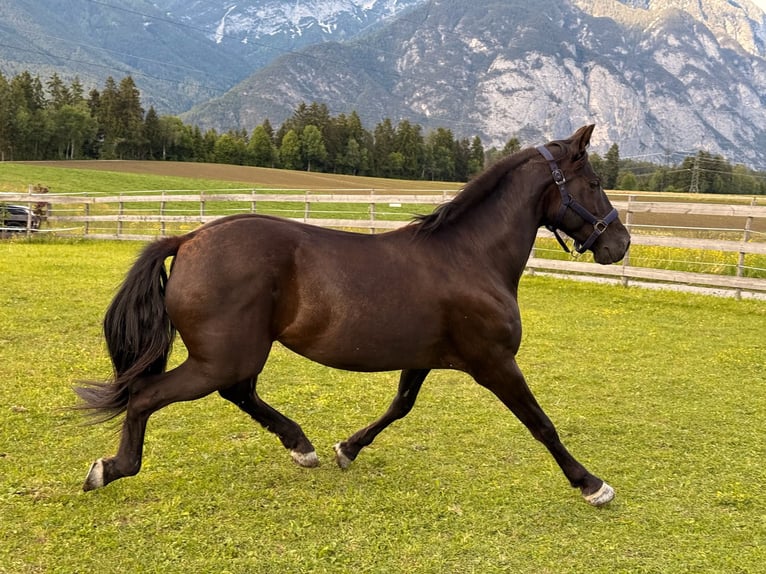 PRE Gelding 13 years 15.1 hh Black in Oberperfuss