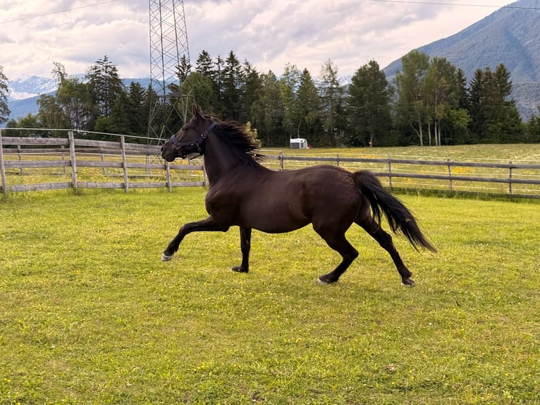 PRE Gelding 13 years 15.1 hh Black in Oberperfuss