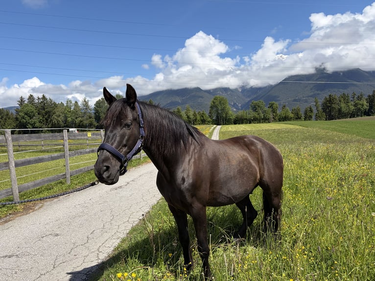 PRE Gelding 13 years 15.1 hh Black in Oberperfuss