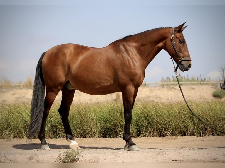 PRE Mix Gelding 13 years 15.2 hh Brown in Valencia
