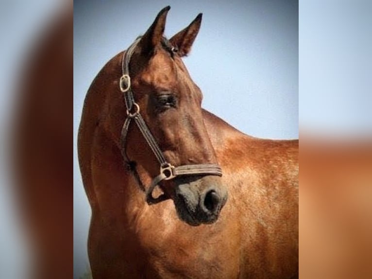 PRE Mix Gelding 13 years 15.2 hh Brown in Valencia