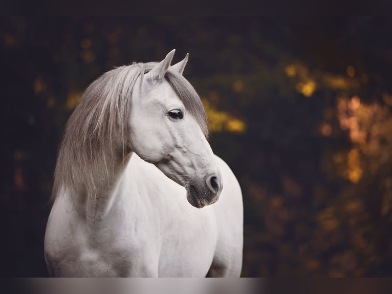 PRE Gelding 13 years 15.2 hh Grey in Stipsdorf