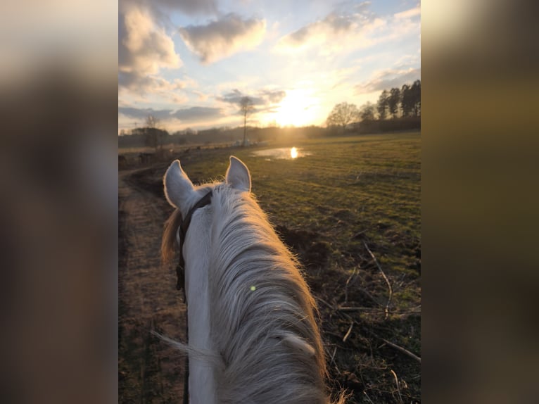 PRE Gelding 13 years 15.2 hh Grey in Stipsdorf