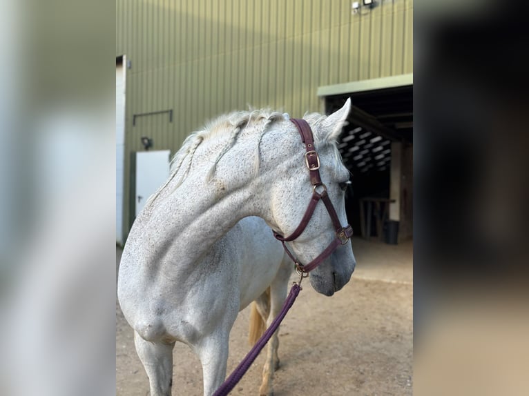 PRE Mix Gelding 13 years 15.2 hh Grey-Fleabitten in Heinsberg