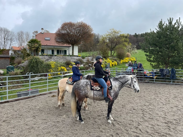 PRE Gelding 13 years 15,1 hh Grey-Dapple in Gümmenen