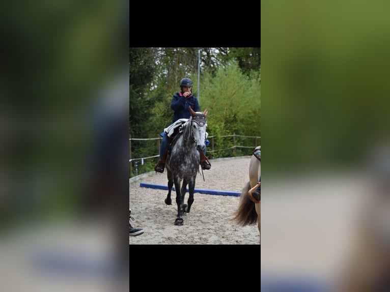 PRE Gelding 13 years 15,1 hh Grey-Dapple in Gümmenen