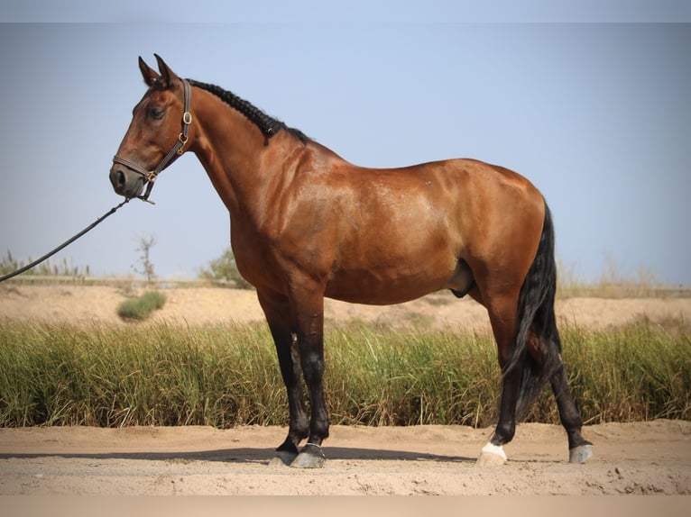 PRE Mix Gelding 13 years 15,2 hh Brown in Valencia