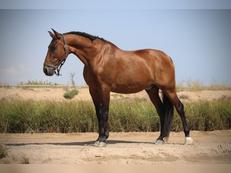 PRE Mix Gelding 13 years 15,2 hh Brown in Valencia