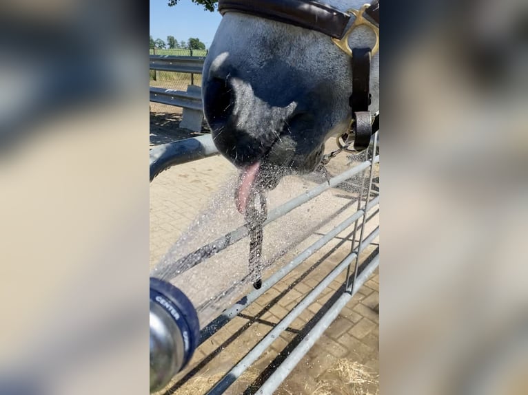 PRE Mix Gelding 13 years 15,2 hh Gray in Walsrode