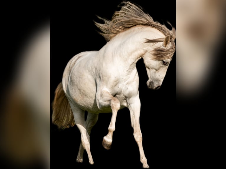 PRE Mix Gelding 13 years 15,2 hh Grey in Stipsdorf