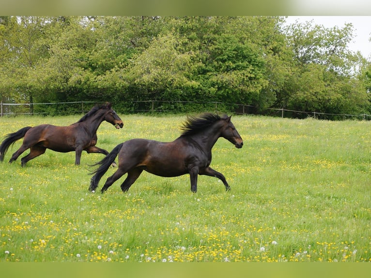 PRE Gelding 13 years 15,3 hh Bay-Dark in Darmstadt