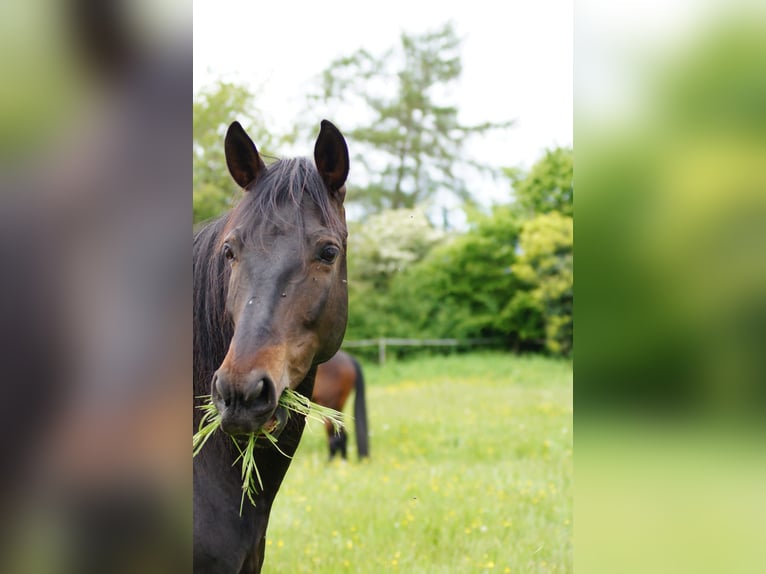 PRE Gelding 13 years 15,3 hh Bay-Dark in Darmstadt
