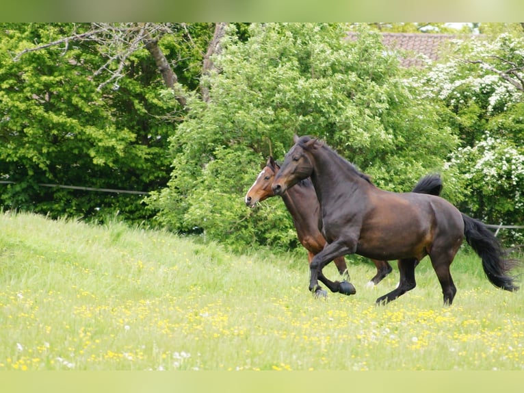 PRE Gelding 13 years 15,3 hh Bay-Dark in Darmstadt