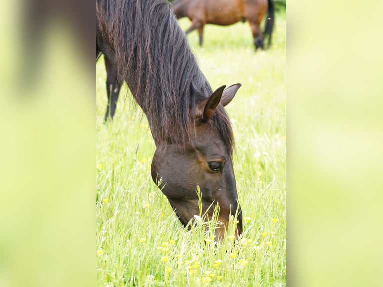 PRE Gelding 13 years 15,3 hh Bay-Dark in Darmstadt
