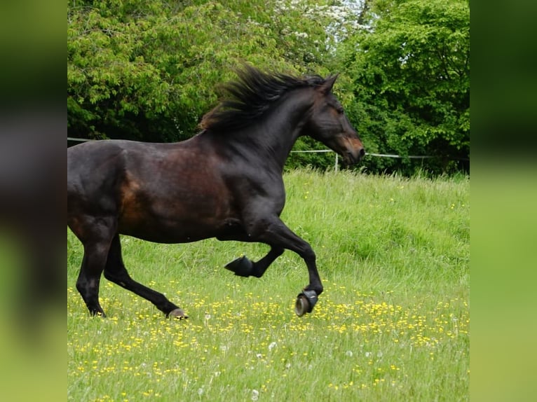 PRE Gelding 13 years 15,3 hh Bay-Dark in Darmstadt
