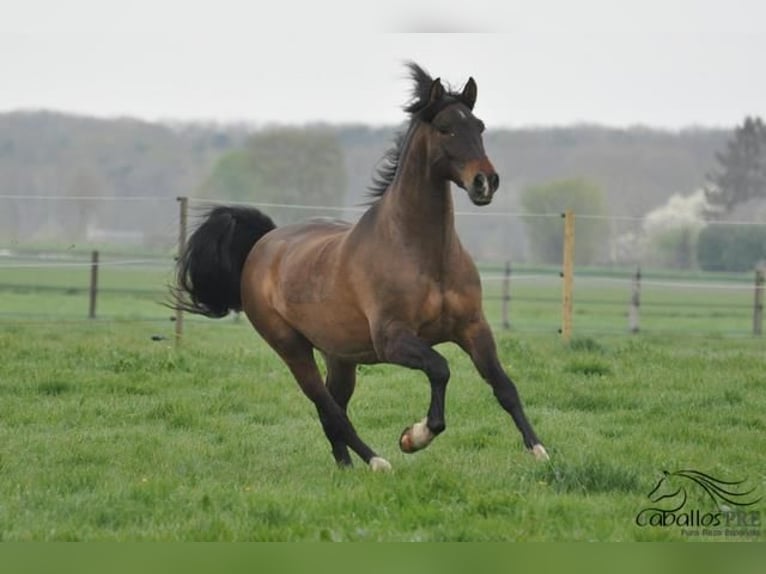 PRE Mix Gelding 13 years 16,1 hh Brown in Nettetal