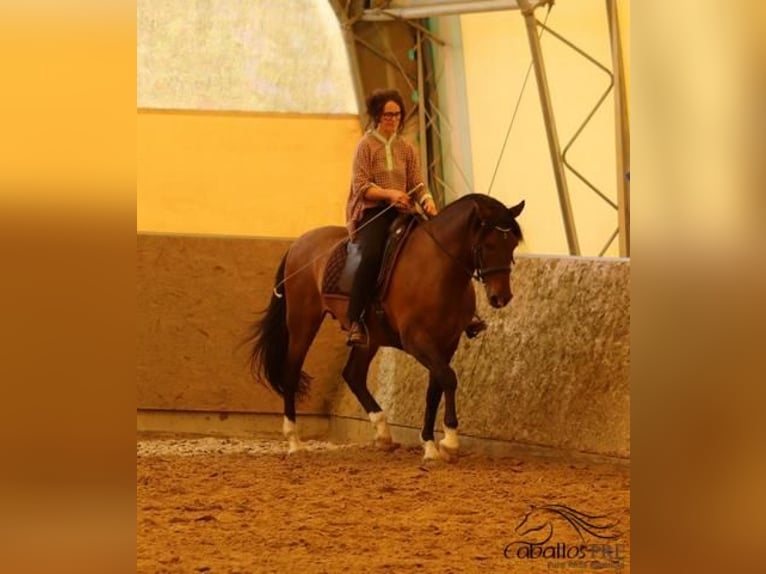 PRE Mix Gelding 13 years 16,1 hh Brown in Nettetal