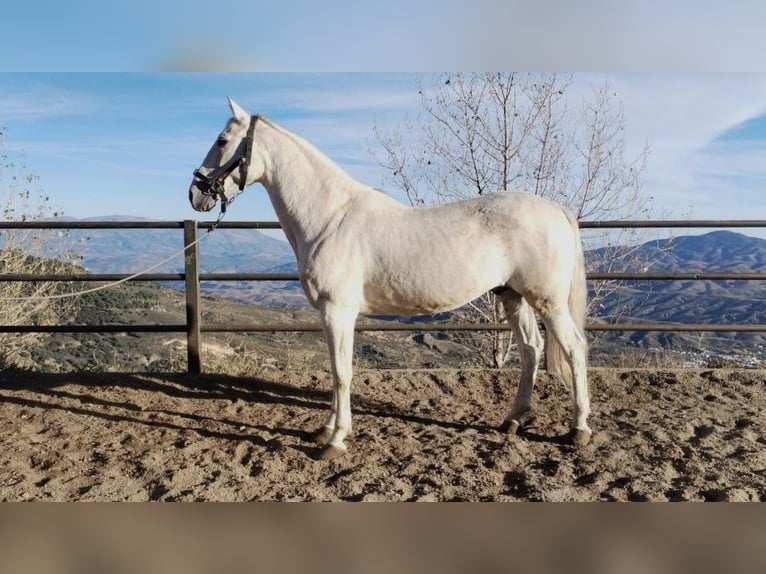 PRE Gelding 13 years 16,1 hh Gray in Bérchules