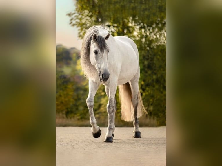 PRE Gelding 13 years 16,1 hh Gray in Haag