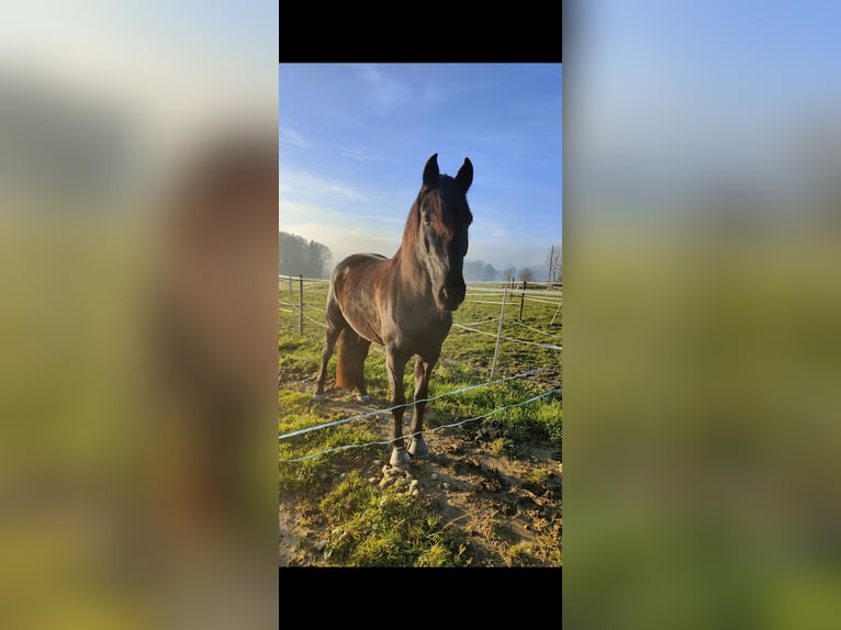 PRE Gelding 13 years 16.2 hh Bay-Dark in Weisslingen