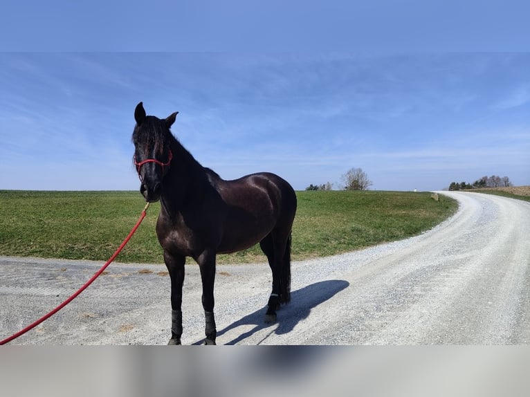 PRE Gelding 13 years 16.2 hh Bay-Dark in Weisslingen