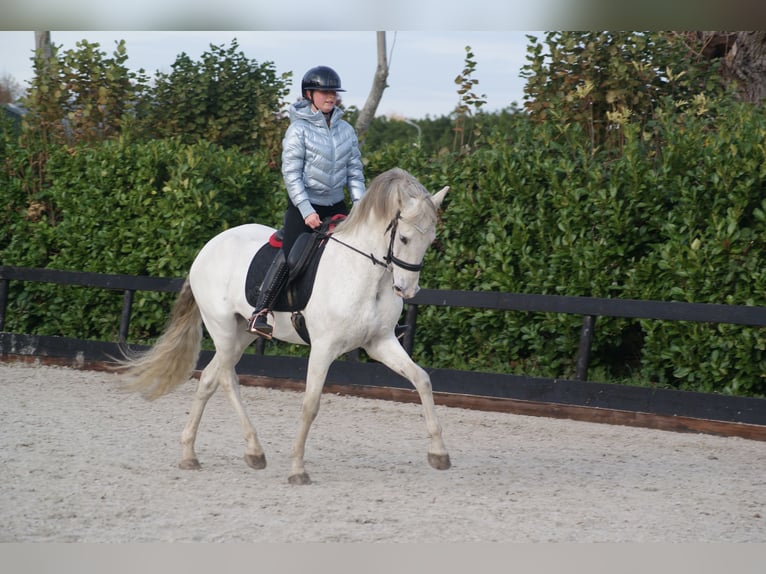 PRE Gelding 13 years 16.2 hh White in Leerbroek