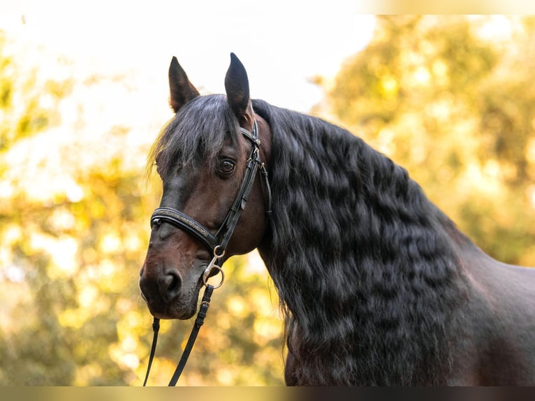 PRE Mix Gelding 13 years 16 hh Bay-Dark in Santa Perpetua de Mogoda