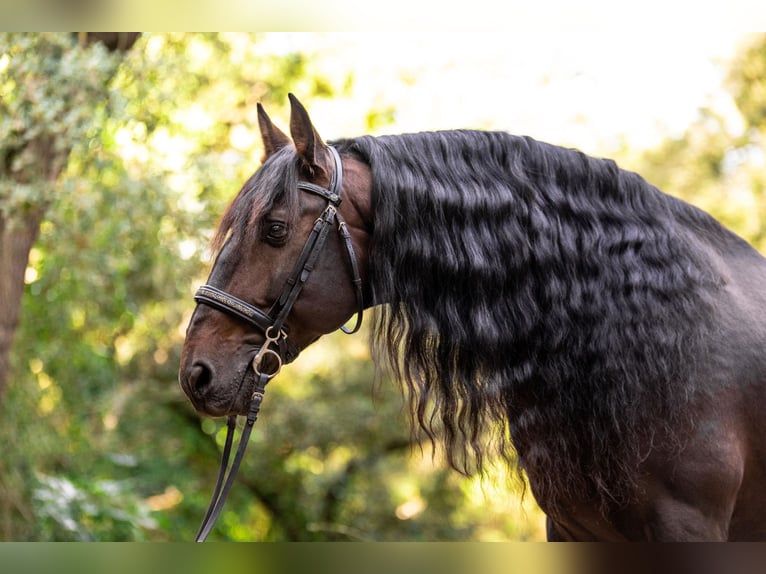 PRE Mix Gelding 13 years 16 hh Bay-Dark in Santa Perpetua de Mogoda