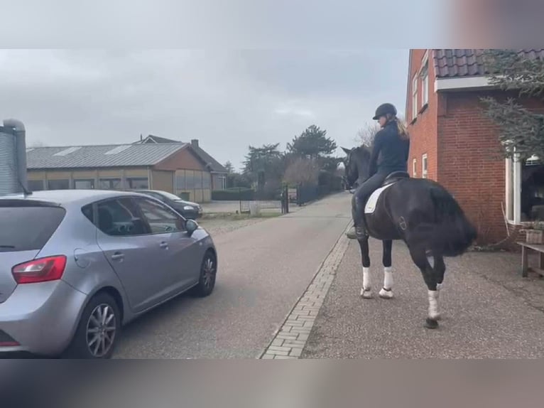 PRE Mix Gelding 13 years 16 hh Black in Herenthout