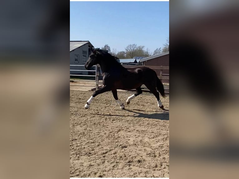 PRE Mix Gelding 13 years 16 hh Black in Herenthout
