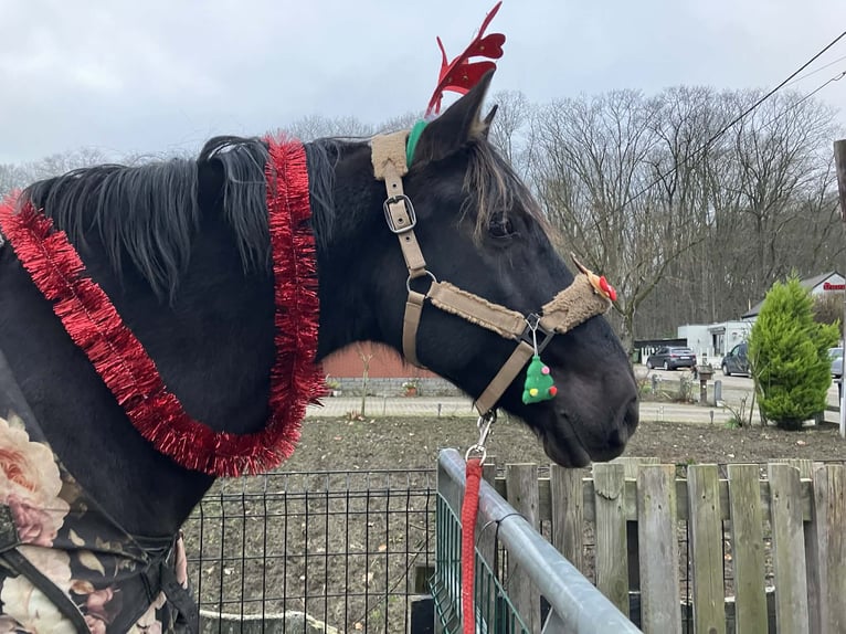 PRE Mix Gelding 13 years 16 hh Black in Herenthout