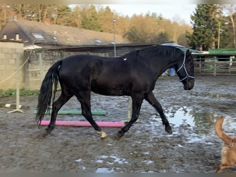PRE Mix Gelding 13 years 16 hh Black in Herenthout