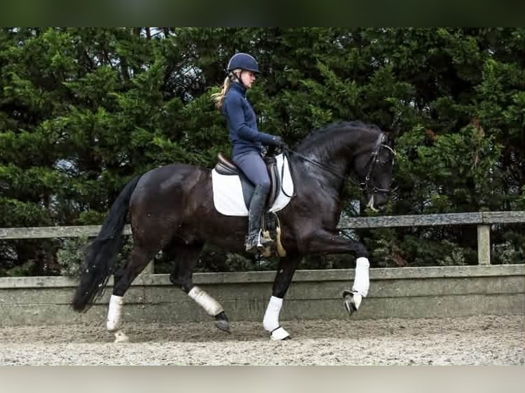 PRE Mix Gelding 13 years 16 hh Black in Herenthout