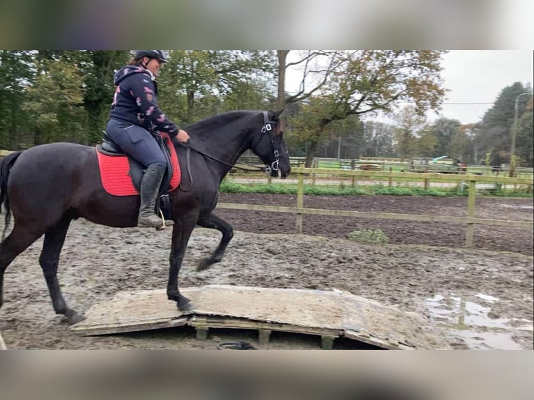 PRE Mix Gelding 13 years 16 hh Black in Herenthout