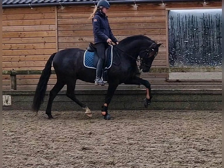 PRE Mix Gelding 13 years 16 hh Black in Herenthout