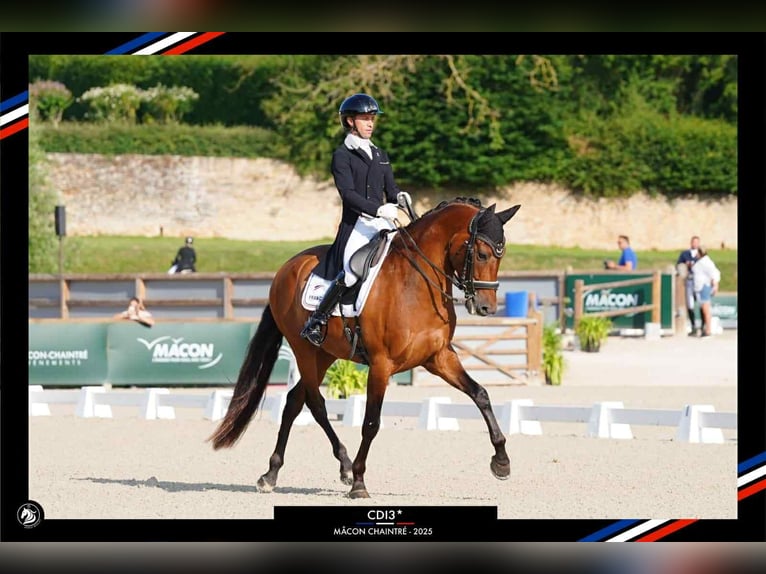 PRE Mix Gelding 13 years 16 hh Brown in Savoie