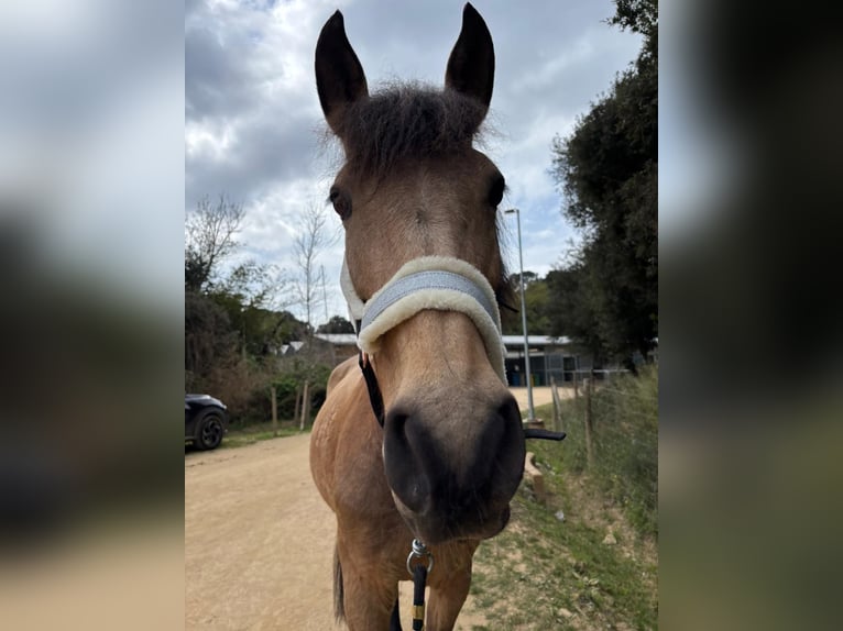 PRE Mix Gelding 13 years 16 hh Dun in Santa Susanna