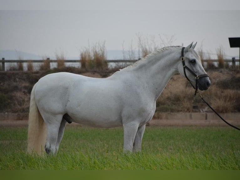 PRE Mix Gelding 13 years 16 hh Gray in Valencia