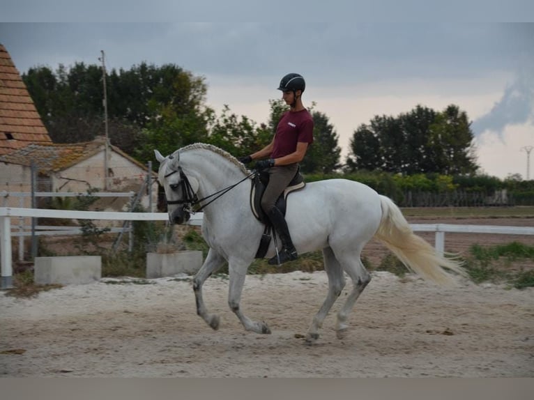 PRE Mix Gelding 13 years 16 hh Gray in Valencia