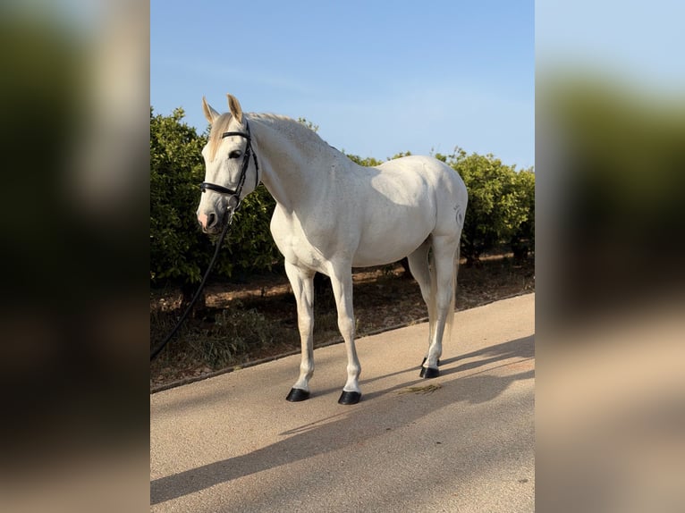 PRE Gelding 13 years 16 hh Grey in Els Poblets