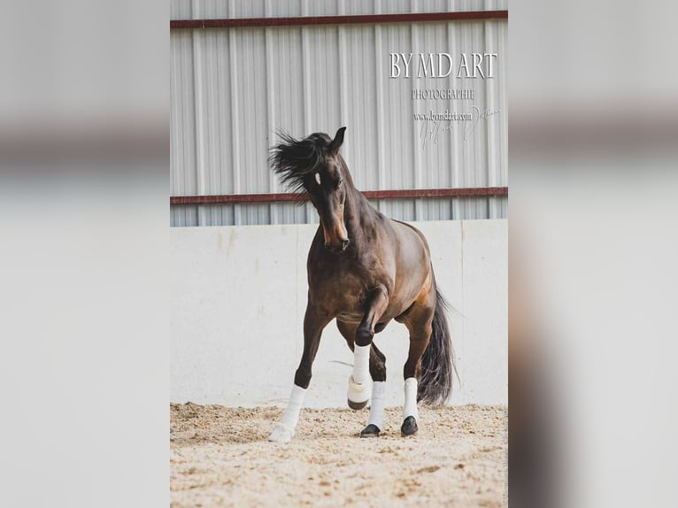 PRE Mix Gelding 13 years 16,1 hh Bay-Dark in Sourcieux les mines