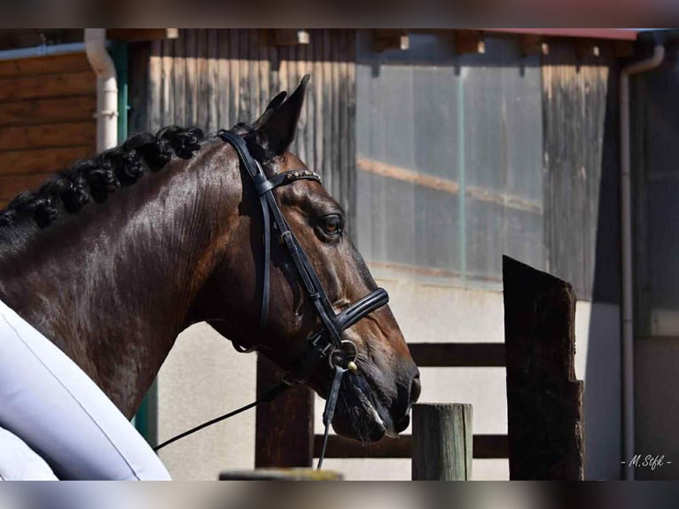 PRE Mix Gelding 13 years 16,1 hh Bay-Dark in Sourcieux les mines