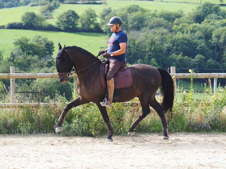 PRE Mix Gelding 13 years 16,1 hh Bay-Dark in Sourcieux les mines