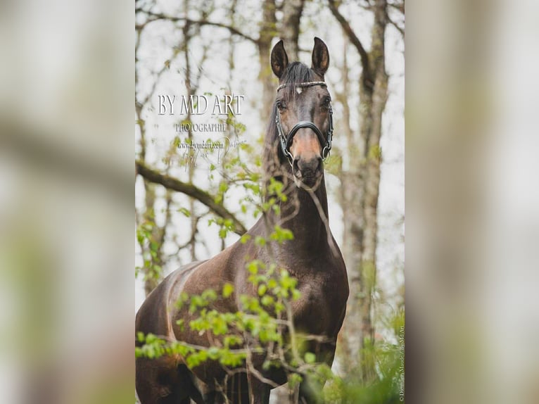 PRE Mix Gelding 13 years 16,1 hh Bay-Dark in Sourcieux les mines