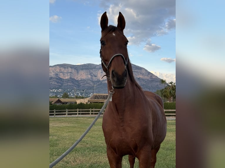 PRE Mix Gelding 13 years 16,3 hh Brown in Xabia/Javea
