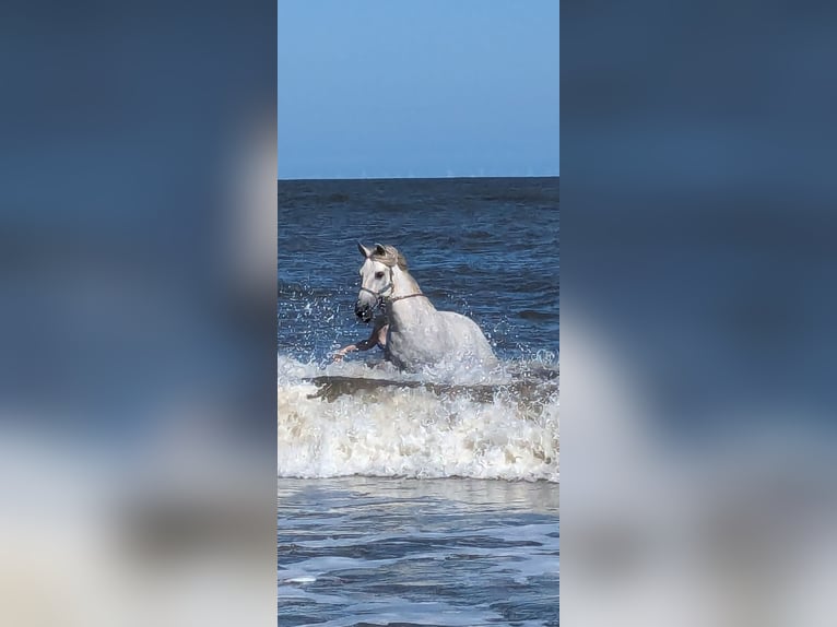 PRE Mix Gelding 14 years 14,1 hh Gray in Köln PRE Mix Gelding 14 years 14,1 hh Gray in Köln