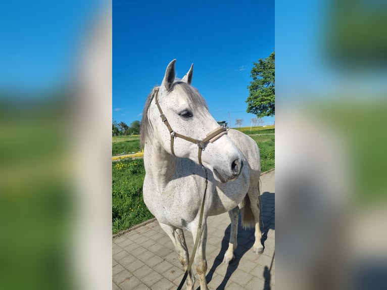 PRE Mix Gelding 14 years 14,2 hh Grey-Fleabitten in Engstingen